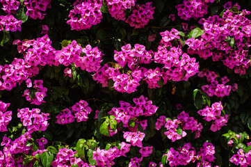 Pink bougainvillea flowers close up.Blooming bougainvillea.Bougainvillea flowers as a background.Floral background. 