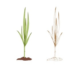 Colored sugarcane grass and outlined sketch of sugar cane. Couple of field plants. Contoured botanical elements. Hand-drawn vector illustration isolated on white background