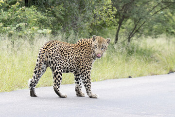 Kruger National Park: male leopard walking in road