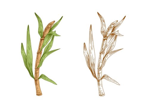 Colored sugarcane stalk with leaves and outlined sketch of sugar cane. Two branches of field plant. Couple of contoured botanical elements. Hand-drawn vector illustration isolated on white background