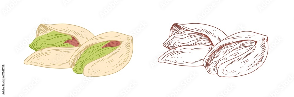 Poster colored pistachio and unpainted outlined sketch of pistaches. whole nut fruits in nutshells. hand-dr