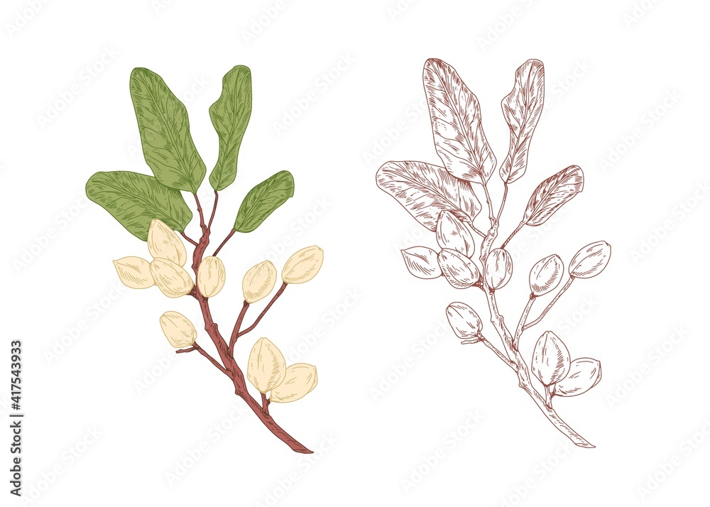 Aufkleber colored pistachio tree branch and unpainted outlined sketch of pistache plant with leaves. contoured