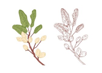 Colored pistachio tree branch and unpainted outlined sketch of pistache plant with leaves. Contoured botanical elements with ripe nut fruits. Drawn vector illustration isolated on white background
