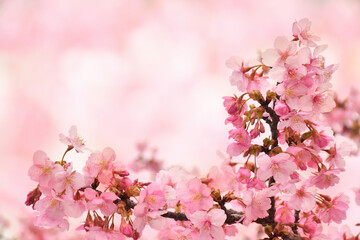Fototapeta premium 桜の花 