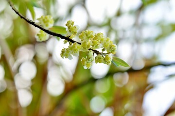 Wild pepper(Litsea cubeba) flower bloom, spire stone in Hsinchu, Taiwan