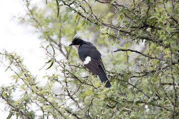 Kruger National Park: Jacobin cuckoo