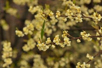 Wild pepper(Litsea cubeba) flower bloom, spire stone in Hsinchu, Taiwan