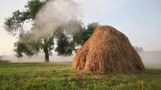 hay bale in the field