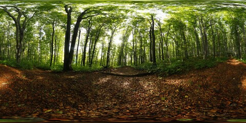 Forest in the Summer HDRI Panorama
