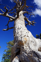 ブライスキャニオンの白い巨木