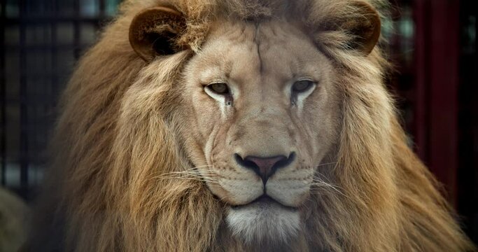 Lion yawns at Amsterdam Zoo