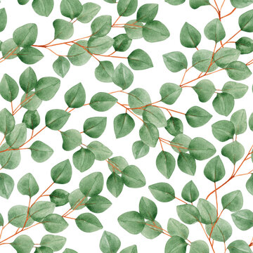 Watercolor seamless pattern with eucalyptus branches on a white background. Foliage, greenery, eucalyptus leaves. For textiles, wallpaper, invitations, greetings. © Elena Mamonova