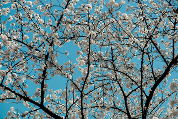 Obraz premium 満開の桜