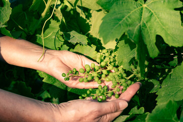 A woman's hands take care of the vine by controlling the growth of tendrils and leaves