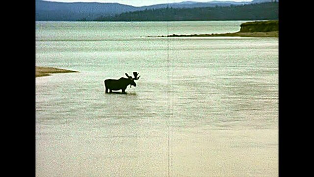male moose drinking in the river of the Yellowstone National Park, Wyoming and Montana, 1970s United States. Archival of the old America in 1977. Alces alces species.
