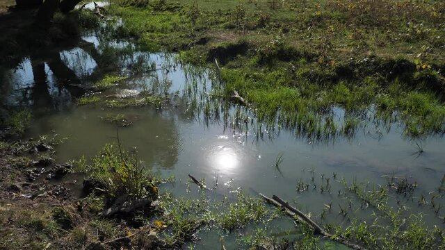 reflection of the sun in a swamp stream
