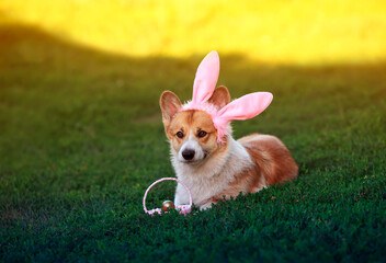 cute corgi dog puppy in Easter bunny ears lies on the green grass in the sunny garden with a basket of eggs