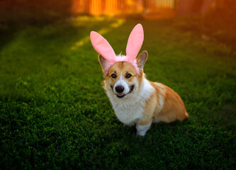 cute corgi dog puppy in pink Easter bunny ears lies on the green grass in the spring sunny garden