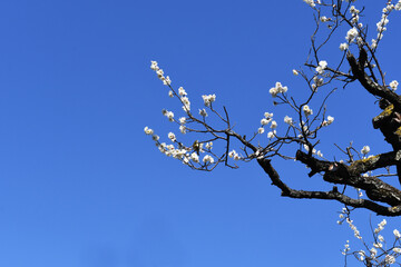 メジロと梅の花