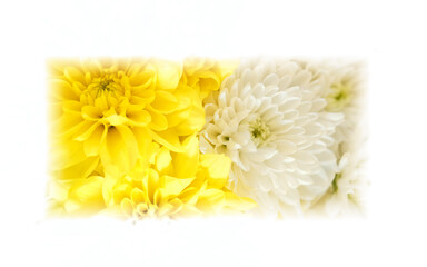 colorful chrysanthemum flowers closeup with white frame background