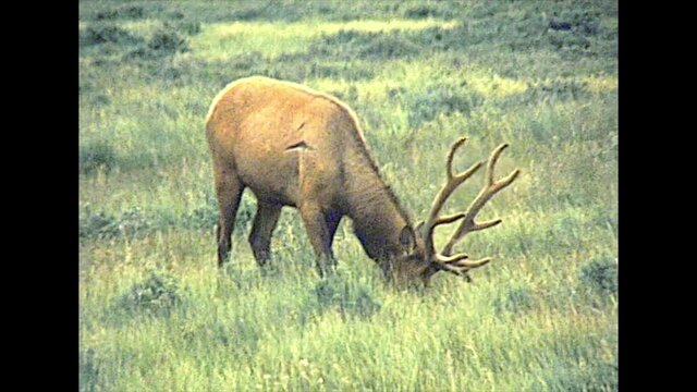 Male elks grazing in the river of the Yellowstone National Park, Wyoming and Montana, 1970s United States. Archival of the old America in 1977. Cervus elaphus species.