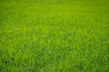 landscape rice green field agriculture