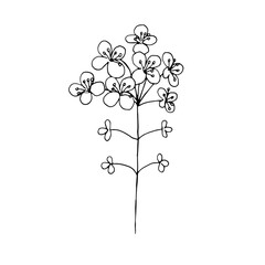 Rapeseed flowers, vector illustration, hand drawing, sketch