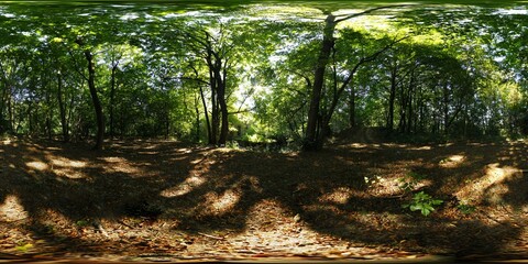 Dark, old Forest in the Summer HDRI Panorama