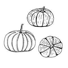 Set of pumpkin, vector illustration, hand drawing, sketch
