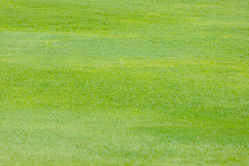 Green grass on the golf course