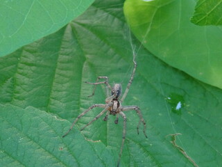 Agelena labyrinthica on green leaf in garden.