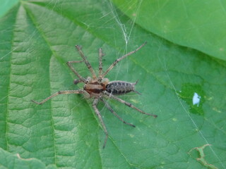 Agelena labyrinthica on green leaf in garden.