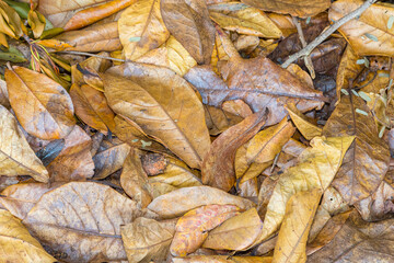 Dried leaves shot ideal for nature backgrounds