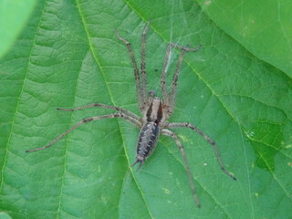 Agelena labyrinthica on green leaf in garden.