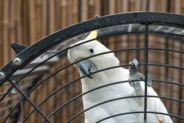Funny white cockatoo in metal cage close up portrait birds nature 