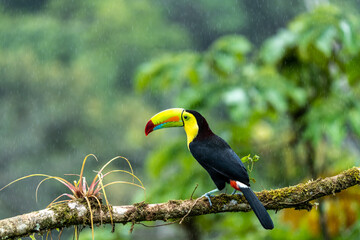 Keel-billed Toucan - Ramphastos sulfuratus, large colorful toucan from Costa Rica forest with very colored beak.
