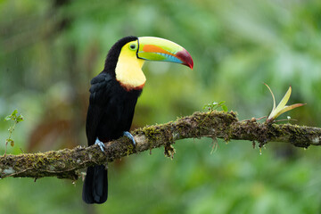 Keel-billed Toucan - Ramphastos sulfuratus, large colorful toucan from Costa Rica forest with very colored beak.
