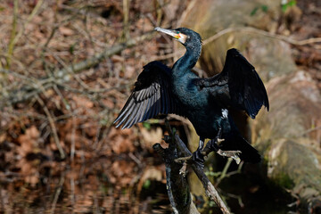 Cormorão // Great cormorant // Kormoran (Phalacrocorax carbo) 