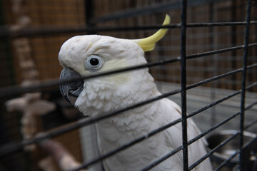 Funny white cockatoo in metal cage close up portrait birds nature 