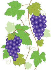 Grapes grow on the vine. Wine berry. Grape leaves.