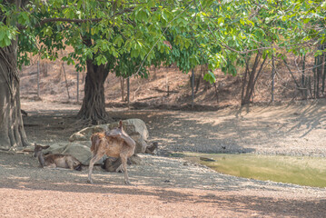 Pictures deer of the zoo.
