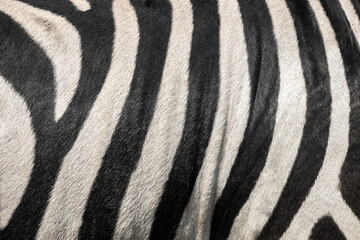 Fototapeta premium Zebra texture.