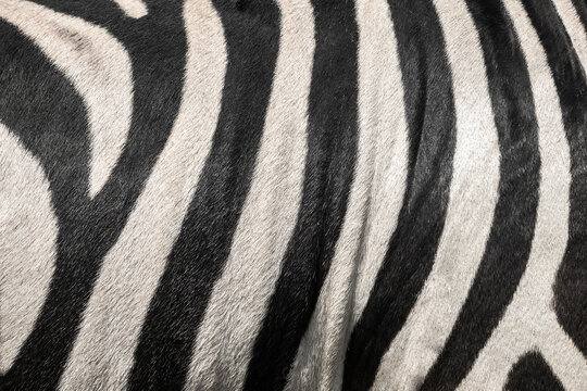 Zebra texture.