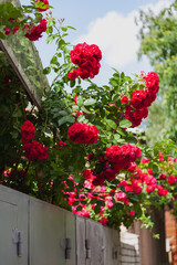 Fototapeta na wymiar Tall green bush with red rose flowers
