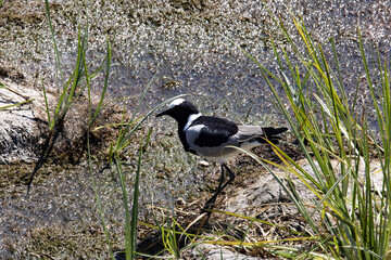 The Blacksmith Plover, Hoplopterus armatus, searches for food in the wetlands. Namibia