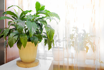Fototapeta premium Beautiful green spathiphyllum house plant on sunlit real kitchen window background.