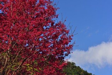 Blooming red and white sakura scenery in the mountains of Taiwan.