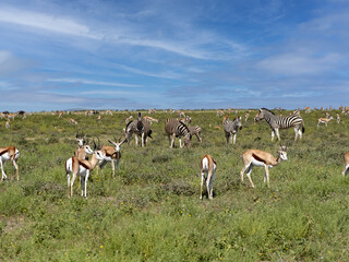 Spring in the Etosha National Park, many ungulates graze on the tall grass. Namibia