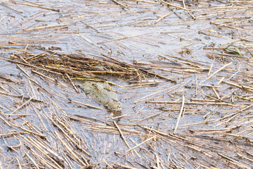 Kruger National Park: Nile crocodile sunning itself on the banks of the Sabie River