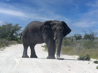 Fototapeta na wymiar A large male African elephant, Loxodonta africana, stands on the road. Namibia